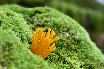 Clavaire dorée (Ramaria aurea ou Clavaria flava)